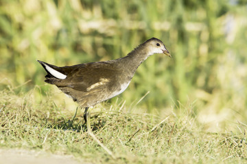Common moorhen (Gallinula chloropus) immature