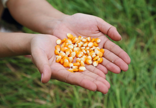 fresh raw corn in hand