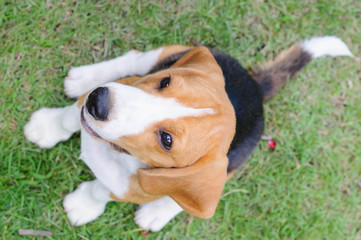 Beagle dog in the garden