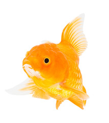 Gold fish. Isolation  on the white.