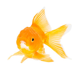 Gold fish. Isolation  on the white. © bajita111122