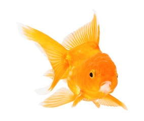 Gold fish. Isolation  on the white.