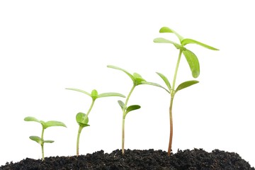 Growing plants