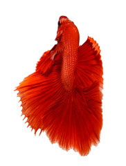 siamese fighting fish, betta isolated on white background.