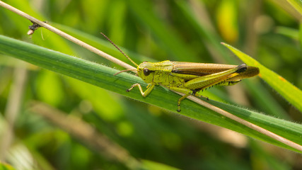 Grashüpfer auf Grashalm