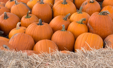 Pumpkin Sharp Background