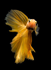 siamese fighting fish isolated on black background.