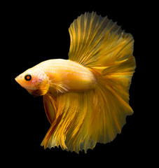 siamese fighting fish isolated on black background.