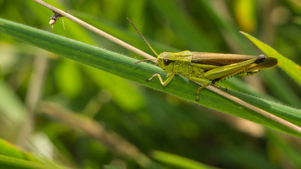 Grashüpfer auf Grashalm