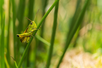 Grashüpfer auf Grashalm