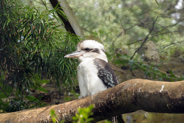 Kookaburra in Abbotsbury gardens, Dorset