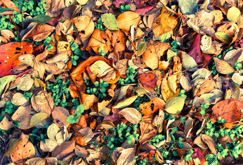 カラフルな落ち葉