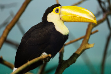 Fototapeta premium Toco Toucan