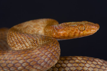 Egyptian cat snake / Telescopus dhara obtusus
