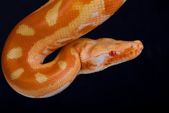 Blood python, albino / Python brongersmai