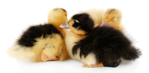 Little cute ducklings isolated on white