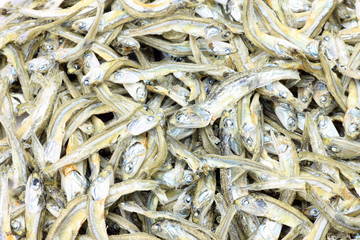 sardine