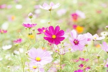コスモス