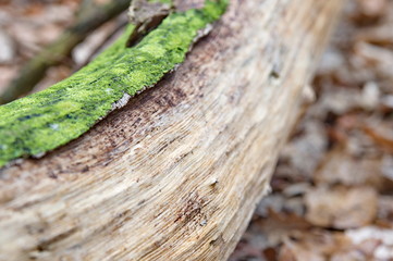 Log with green moss in the woods