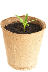 The young plant grows from a fertile soil is isolated on a white
