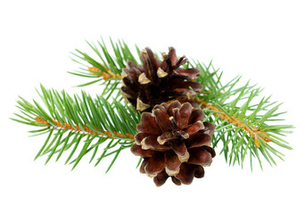 pine cones with branch isolated on a white background