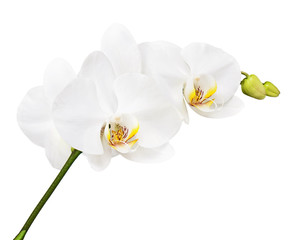 Fototapeta na wymiar Three Day Old White Orchid Isolated on White Background.