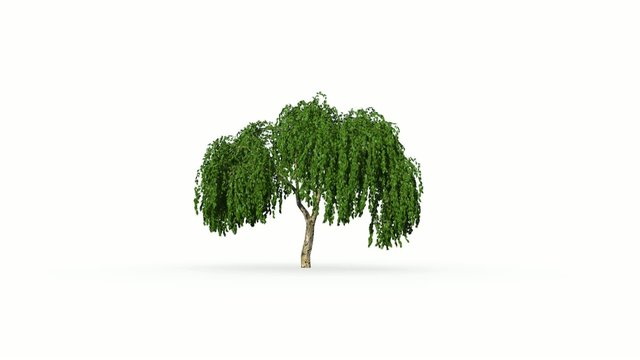 Wachsende Baum, 3D animation