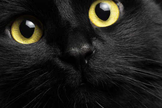 Closeup portrait black cat