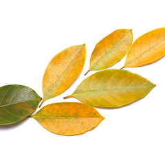 leaf isolated on white background