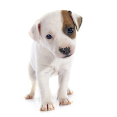 puppy jack russel terrier