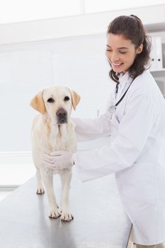 Cheerful vet examining a cute dog