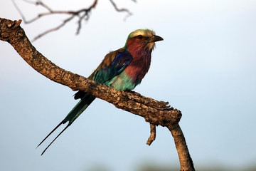 Roller Sabine's, Coracias caudata, bird , Kruger Park