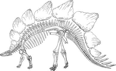 Vintage picture skeleton dinosaur stegosaur
