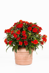 Fleißiges Lieschen (Impatiens walleriana) 