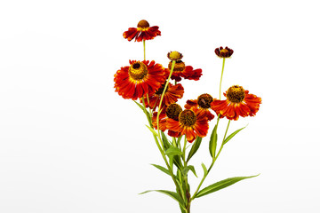 Sonnenbraut (Helenium), weisser Hintergrund