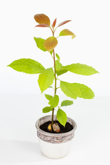 Avocado Setzling (Persea americana), junge Pflanze, Studio