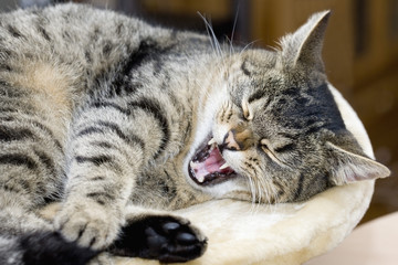 Grau schwarz getigerte Hauskatze liegend