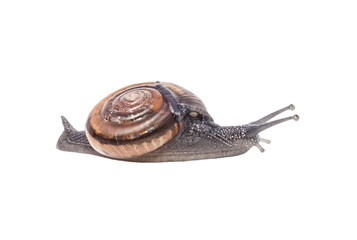 snail isolated on white background