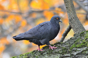 Голубь на ветке дерева