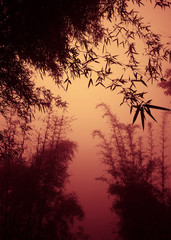 silhouette Bamboo Forest as Dusk