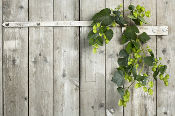Hopfen auf Holzhintergrund