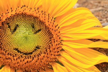 Smiling sunflower
