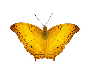 Isolated orange common cruiser butterfly