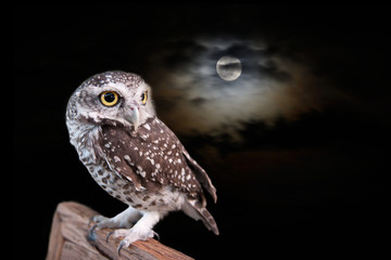Owl in halloween night.