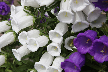 Fototapeta na wymiar Blue and white flowers of the giant bell,