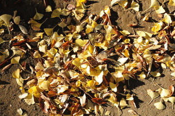 秋・紅葉・落ち葉