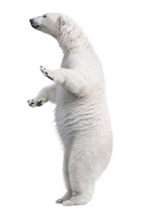 Fototapeta premium Stojak na biały niedźwiedź polarny. Na białym tle