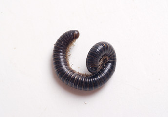 Millipedes on a white background