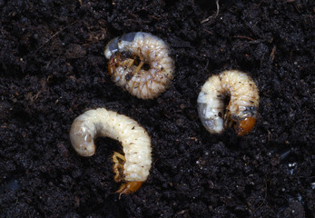 Grubs in the soil