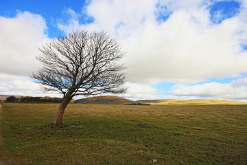 Fototapeta na wymiar Lone tree in the Yorkshire Dales